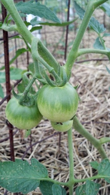 Baby Tomatoes!